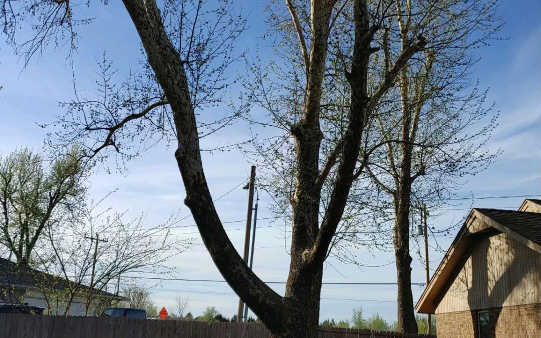 Tree Removal Services Are More Important than You Think