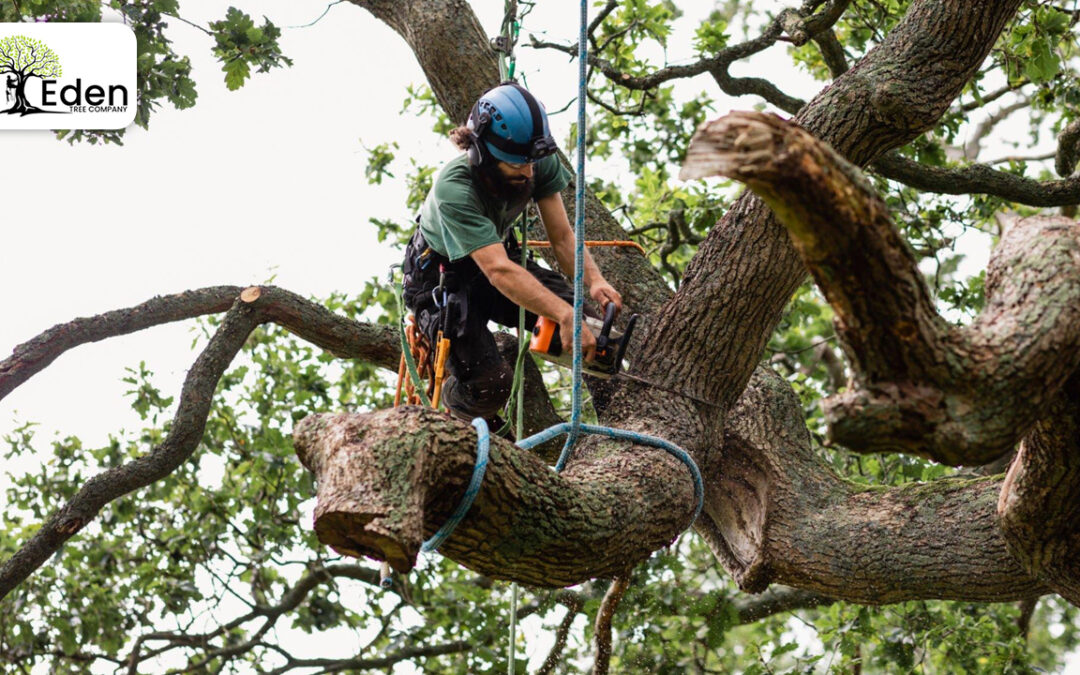 From Hazard To Harmony: The Benefits Of Tree Removal Newcastle OKC