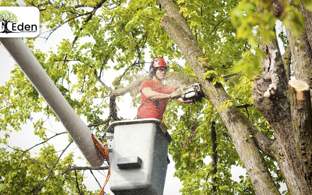 Preserving Beauty and Safety: The Value of Tree Removal Piedmont OKC
