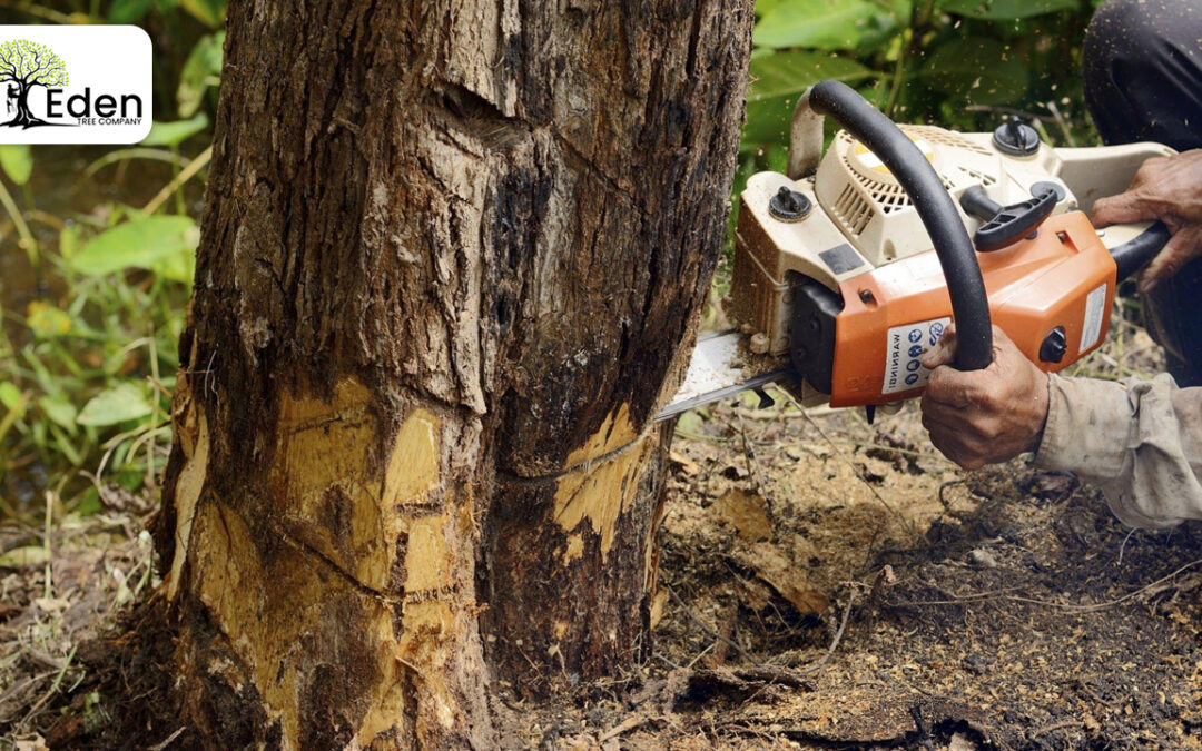 Tree Removal Guthrie: Preserving Beauty