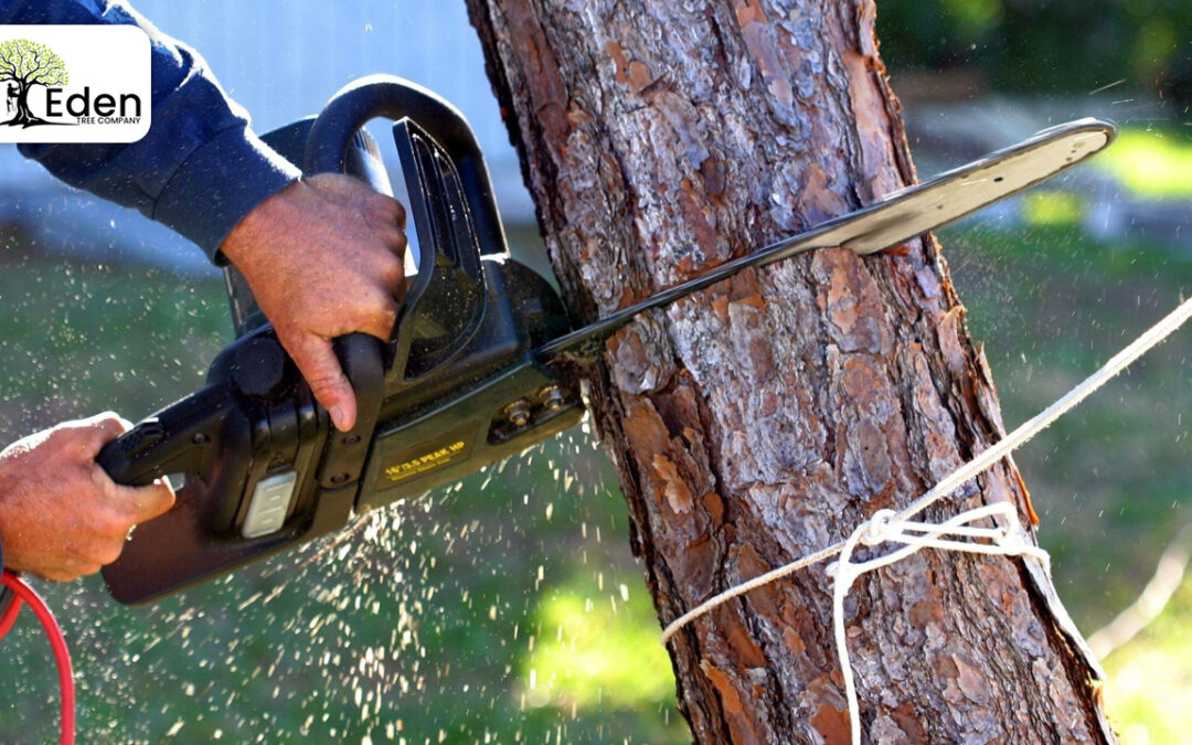 Taming Nature’s Giants: The Art And Science Of Tree Removal Edmond OKC