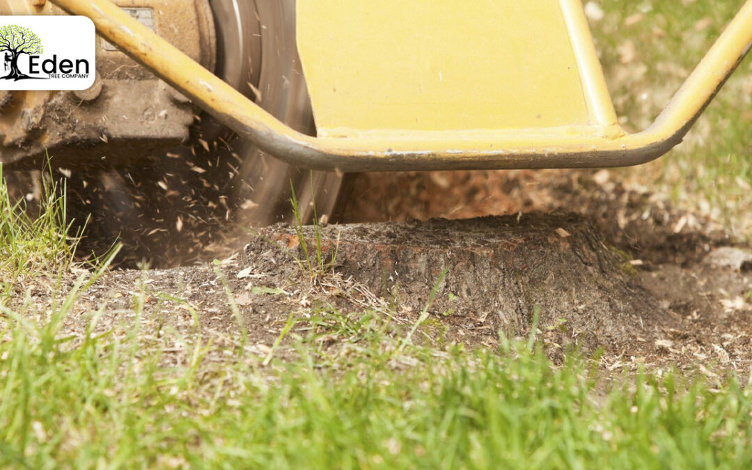 Unearthing The Beauty: The Art Of Stump Grinding Del City OKC