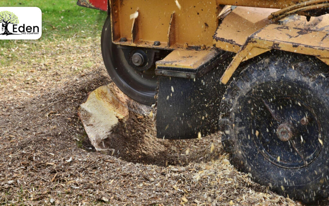 Unearthing Eden: Your Ultimate Guide To Stump Grinding Spender OKC With Eden Tree Services