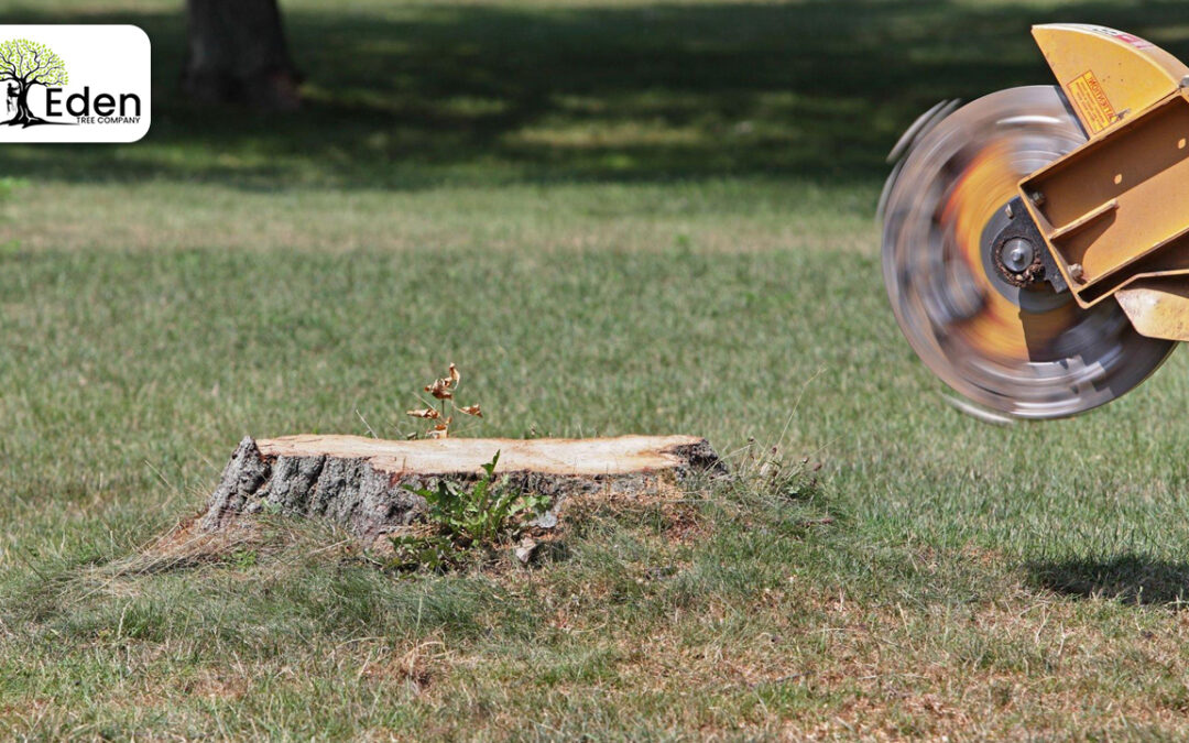 Expert Stump Grinding The Village OKC: Revitalize Your Landscape