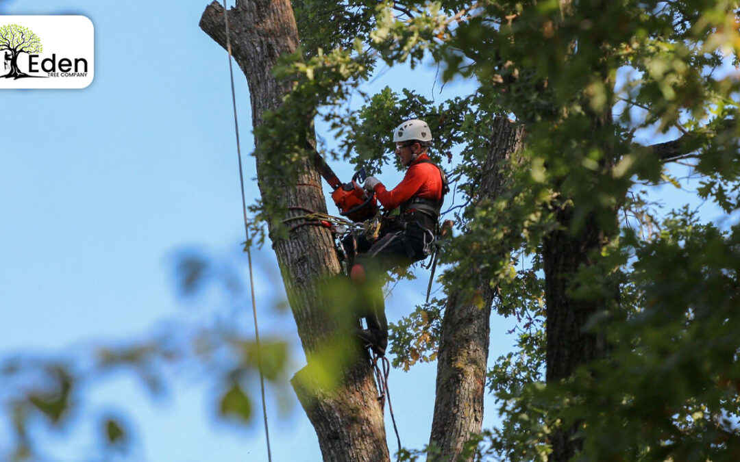 Tree Removal Norman OKC: Restoring Safety And Beauty To Your Landscape