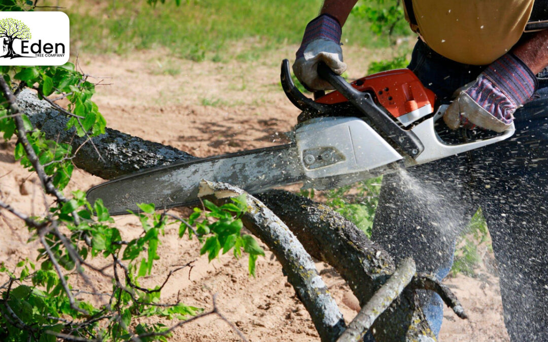 Understanding Tree Removal Midwest City – Eden Tree Company