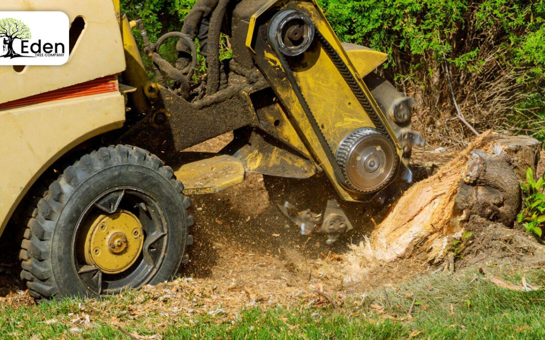 Revamp Your Landscape: Expert Stump Grinding Midwest City OKC