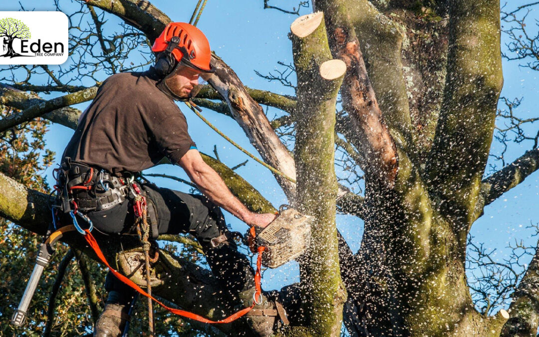 Unraveling The Purpose Of Tree Removal Spencer – Eden Tree Company