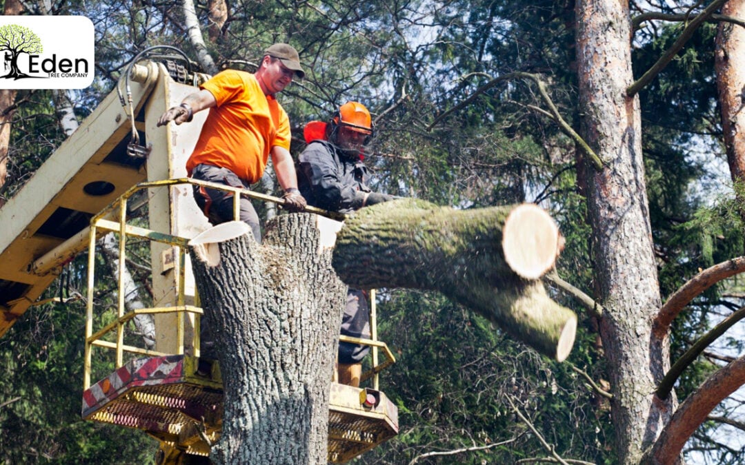 Embracing Sustainability In Tree Removal The Village OKC – Eden Tree Company