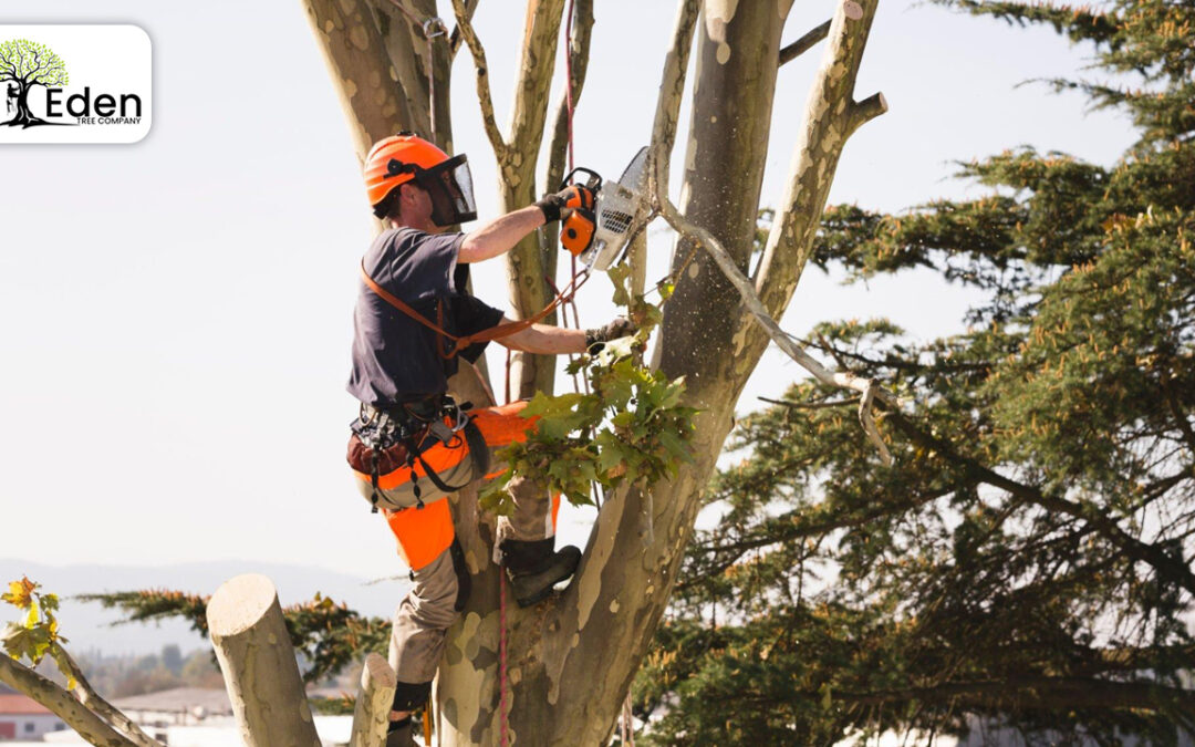 Tree Removal in Nickel Hills OKC: Ensuring Beauty, and Environmental Responsibility