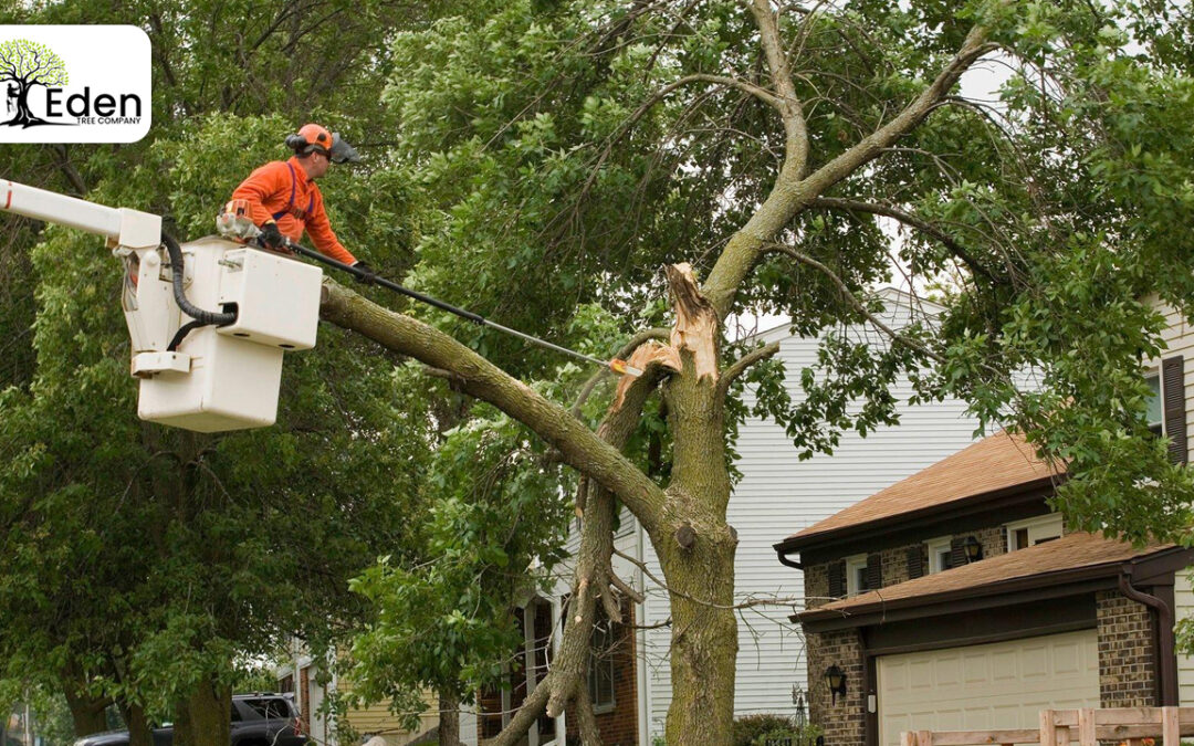 Tree Removal Ukon OKC: Keeping Your Property Safe And Beautiful