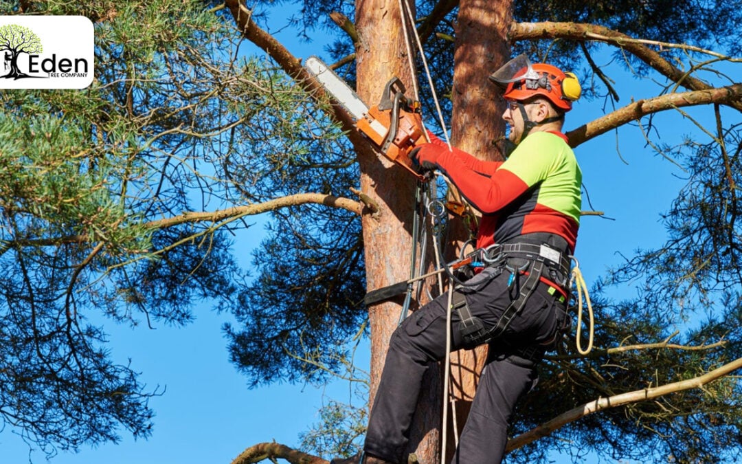 Tree Removal Tulsa OKC: Ensuring Safety And Aesthetics