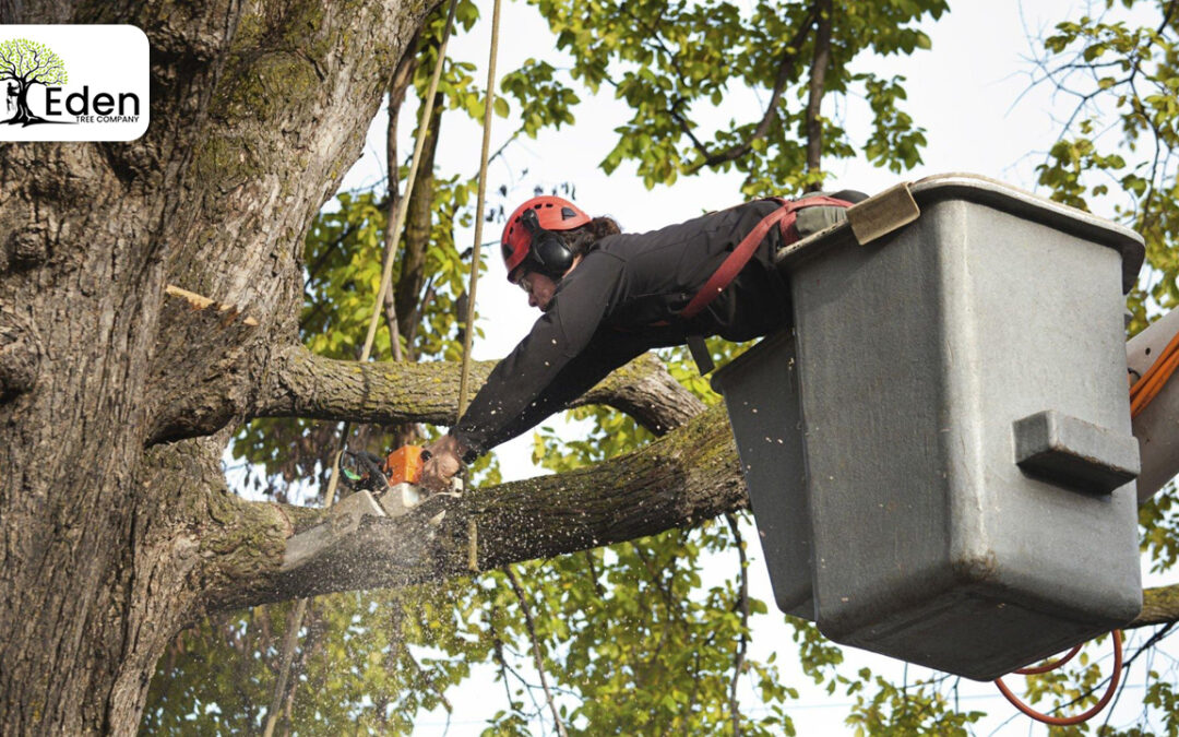 Tree Removal Del City: Bye-Bye, Big Trees!