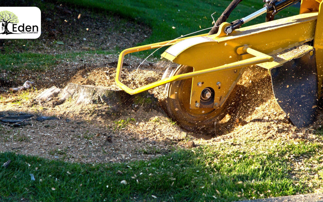 Stump Grinding Oklahoma City: Enhancing Your Landscape With Eden Tree Company