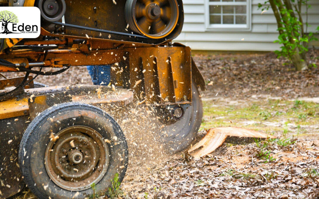 Reviving Your Landscape: The Magic Of Stump Grinding Guthrie OKC