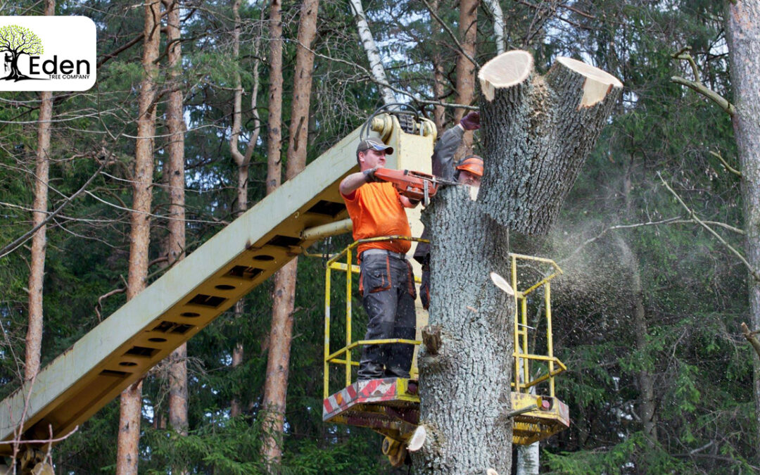 Tree Removal Services Blanchard OKC: Keeping Your Landscape Safe And Beautiful