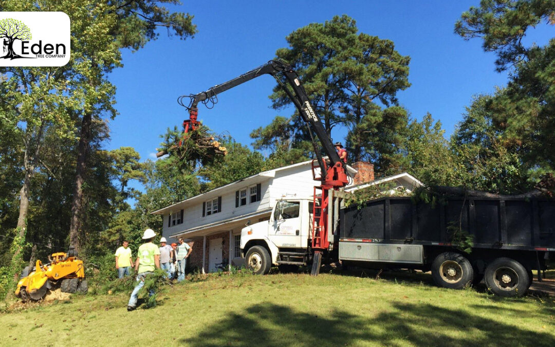 In The Shade Of Safety: Navigating Tree Removal Regulations Tuttle OKC