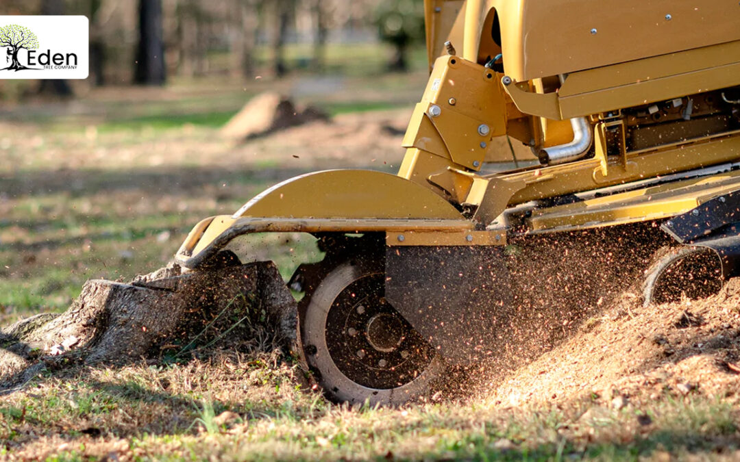 Stump Grinding Norman OKC: The Ultimate Guide To Removing Tree Stumps