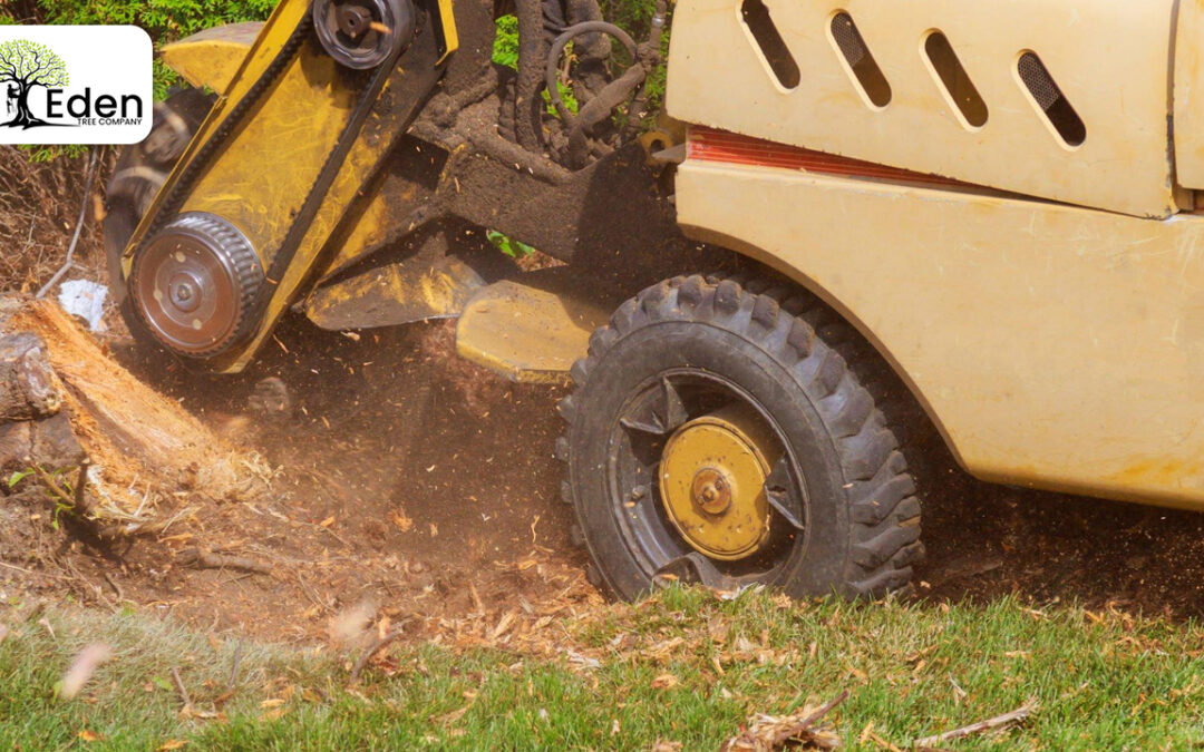 Stump Grinding Tuttle OKC: Removing Tree Stumps The Right Way