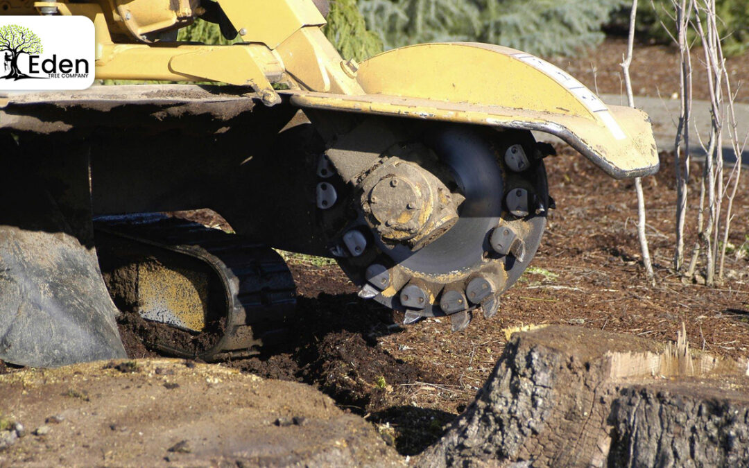 Stump Grinding Bethany OKC: Removing Tree Stumps Safely And Effectively