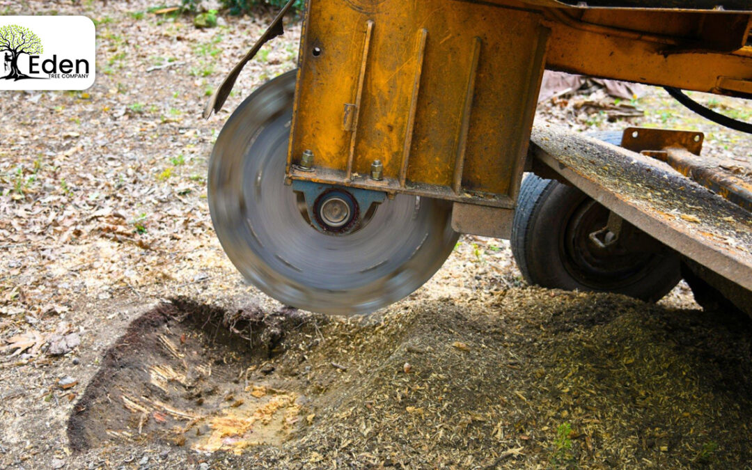 Stump Grinding Blanchard OKC: Removing Obstacles, Restoring Beauty
